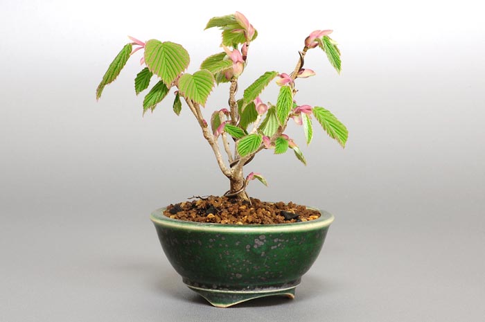 トサミズキD-1（とさみずき・土佐水木）花もの盆栽を左側からみた景色・Corylopsis spicata bonsai photo