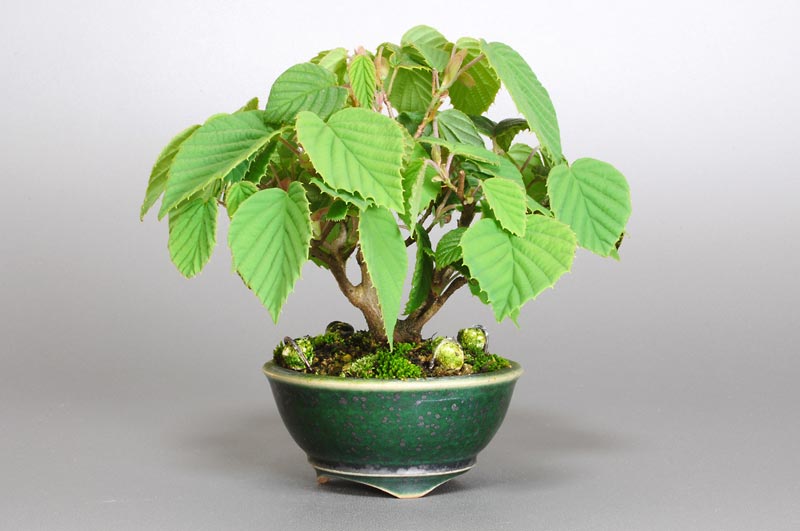 トサミズキ-D（とさみずき・土佐水木）花もの盆栽を裏側から見た景色・Corylopsis spicata bonsai