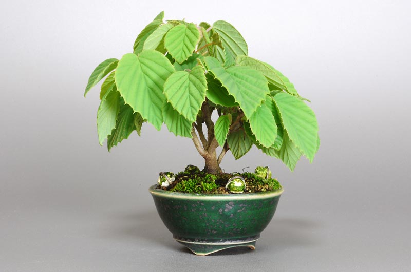 トサミズキ-D（とさみずき・土佐水木）花もの盆栽を右側から見た景色・Corylopsis spicata bonsai