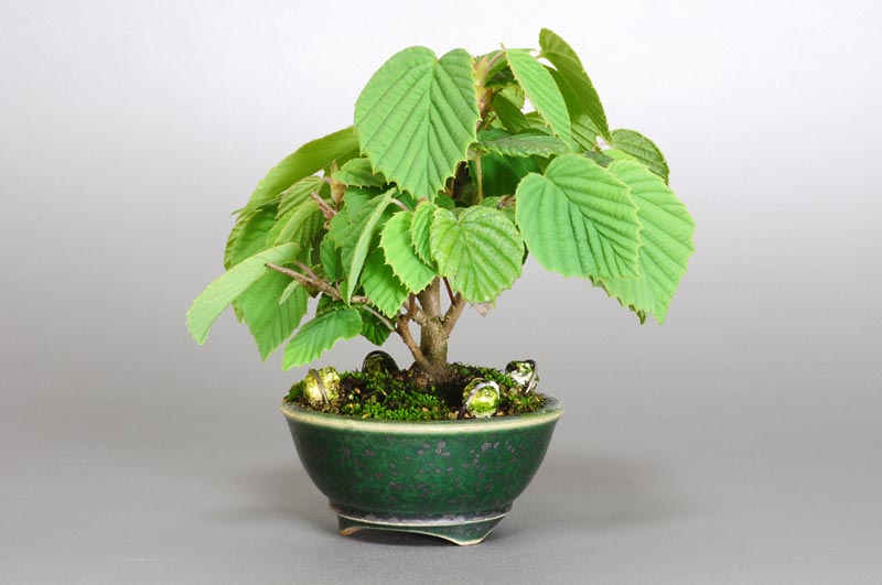 トサミズキ-D（とさみずき・土佐水木）花もの盆栽を左側から見た景色・Corylopsis spicata bonsai