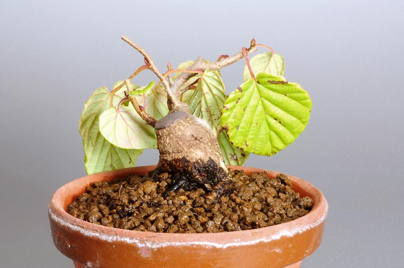 トサミズキK-1（とさみずき・土佐水木）花もの盆栽を右側から見た景色・Corylopsis spicata bonsai photo