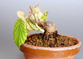 トサミズキK（とさみずき・土佐水木）花もの盆栽の成長記録-1・Corylopsis spicata bonsai