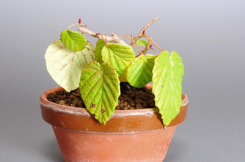 トサミズキK-1（とさみずき・土佐水木）花もの盆栽を左側から見た景色・Corylopsis spicata bonsai photo