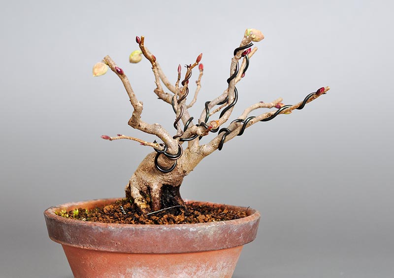 トサミズキK（とさみずき・土佐水木）花もの盆栽の販売と育て方・作り方・Corylopsis spicata bonsai photo