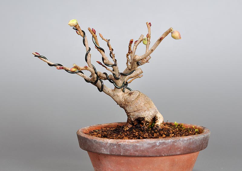 トサミズキK（とさみずき・土佐水木）花もの盆栽を裏側から見た景色・Corylopsis spicata bonsai photo