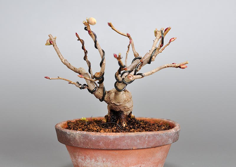 トサミズキK（とさみずき・土佐水木）花もの盆栽を右側から見た景色・Corylopsis spicata bonsai photo