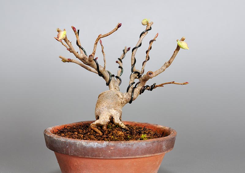 トサミズキK（とさみずき・土佐水木）花もの盆栽を左側から見た景色・Corylopsis spicata bonsai photo