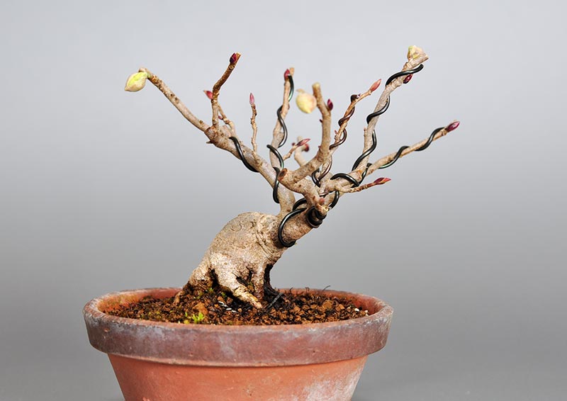 トサミズキK（とさみずき・土佐水木）花もの盆栽を正面から見た景色・Corylopsis spicata bonsai photo