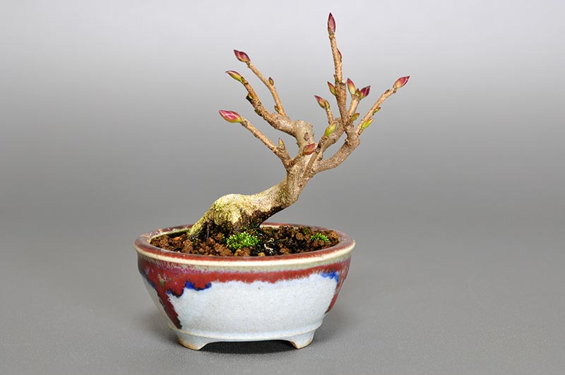 トサミズキ-L（とさみずき・土佐水木）花もの盆栽を裏側から見た景色・Corylopsis spicata bonsai