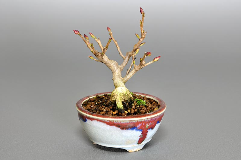 トサミズキ-L（とさみずき・土佐水木）花もの盆栽を右側から見た景色・Corylopsis spicata bonsai