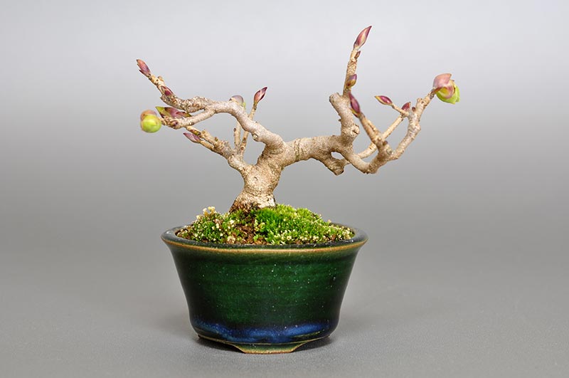 トサミズキM（とさみずき・土佐水木）花もの盆栽の販売と育て方・作り方・Corylopsis spicata bonsai photo
