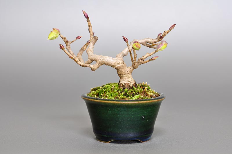 トサミズキM（とさみずき・土佐水木）花もの盆栽を裏側から見た景色・Corylopsis spicata bonsai photo