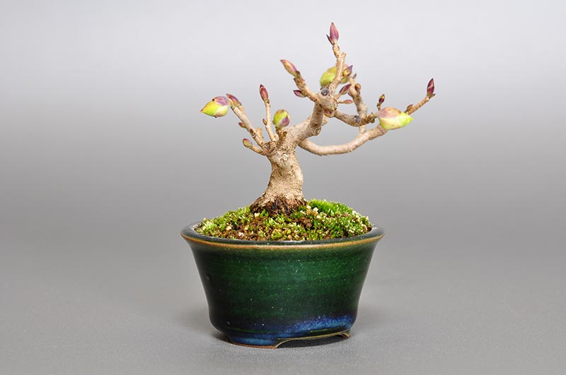 トサミズキM（とさみずき・土佐水木）花もの盆栽を左側から見た景色・Corylopsis spicata bonsai photo