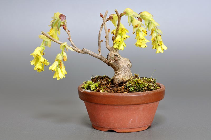 トサミズキO（とさみずき・土佐水木）花もの盆栽の販売と育て方・作り方・Corylopsis spicata bonsai photo