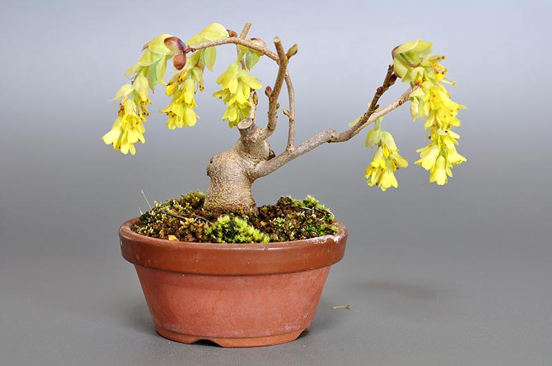 トサミズキO（とさみずき・土佐水木）花もの盆栽を裏側から見た景色・Corylopsis spicata bonsai photo