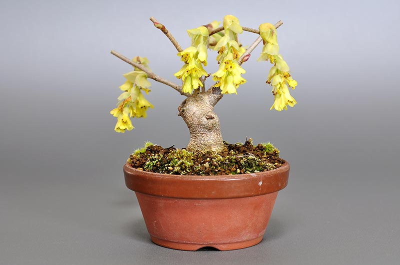 トサミズキO（とさみずき・土佐水木）花もの盆栽を右側から見た景色・Corylopsis spicata bonsai photo