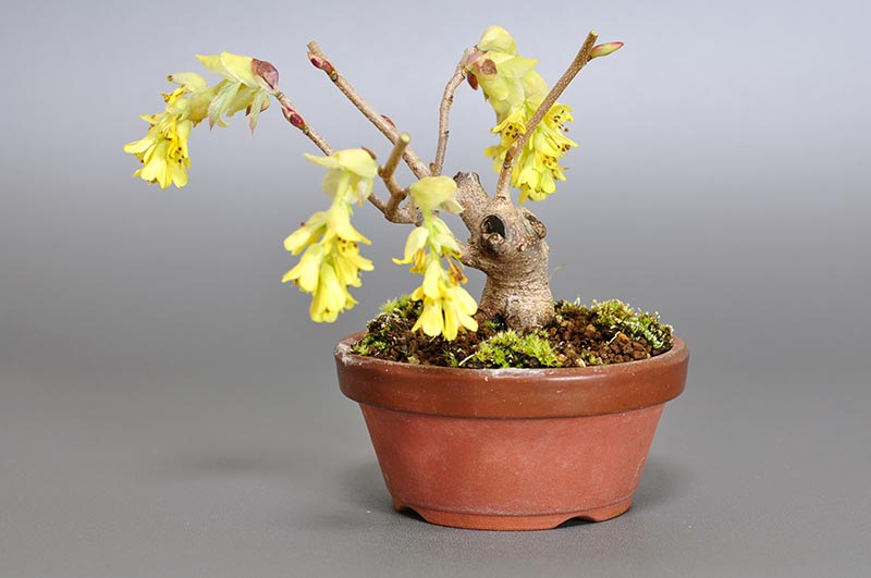 トサミズキO（とさみずき・土佐水木）花もの盆栽を左側から見た景色・Corylopsis spicata bonsai photo