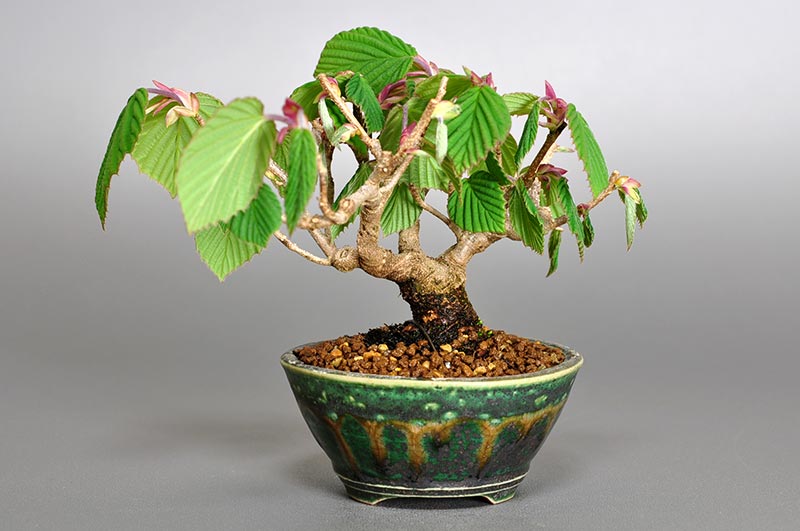 トサミズキP（とさみずき・土佐水木）花もの盆栽を裏側から見た景色・Corylopsis spicata bonsai photo