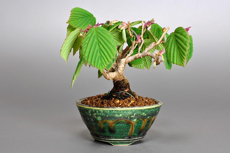 トサミズキP（とさみずき・土佐水木）花もの盆栽を右側から見た景色・Corylopsis spicata bonsai photo