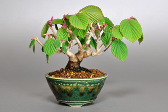 トサミズキ-P（とさみずき・土佐水木）盆栽の樹作りの参考樹形・Corylopsis spicata Best bonsai