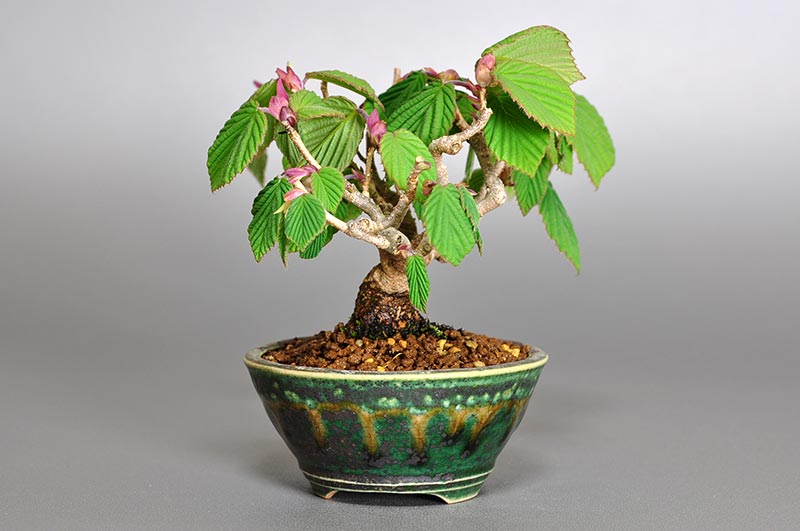 トサミズキP（とさみずき・土佐水木）花もの盆栽を左側から見た景色・Corylopsis spicata bonsai photo