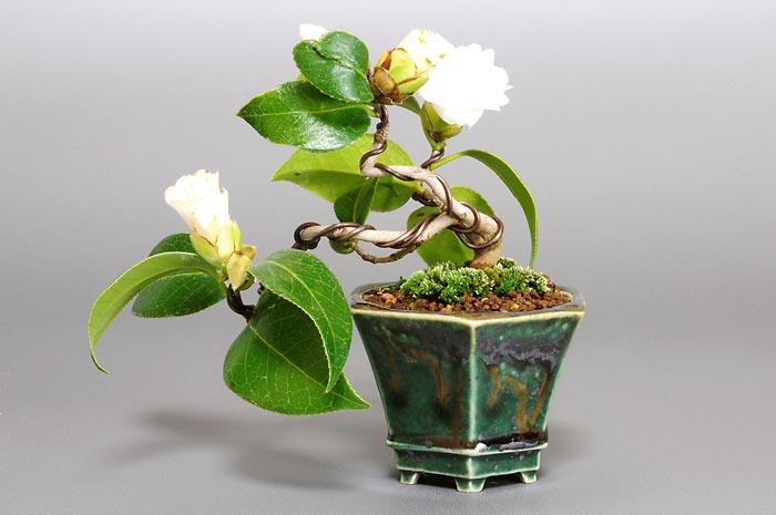 ツバキ-A-1（つばき・椿）花もの盆栽の販売と育て方・作り方・Camellia japonica bonsai