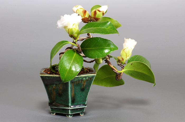 ツバキ-A-1(つばき・椿)花もの盆栽を裏側から見た景色・Camellia japonica bonsai