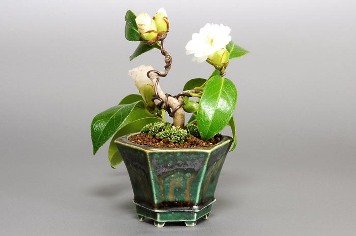 ツバキ-A-1(つばき・椿)花もの盆栽を右側から見た景色・Camellia japonica bonsai