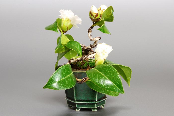 ツバキ-A-1（つばき・椿）花もの盆栽を左側から見た景色・Camellia japonica bonsai