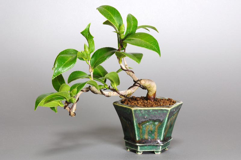 ツバキ盆栽（つばき・椿）ミニ盆栽の今と過去の成長記録と育て方・手入れ・剪定・植え替え・Camellia japonica bonsai photo