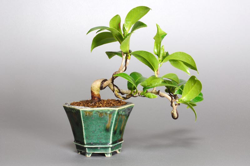 ツバキ-A（つばき・椿）花もの盆栽を裏側から見た景色・Camellia japonica bonsai