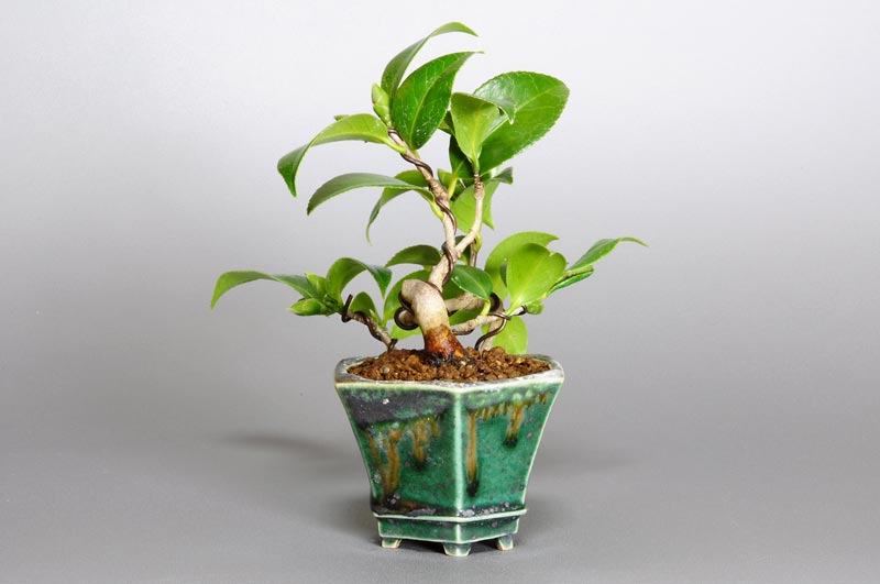 ツバキ-A（つばき・椿）花もの盆栽を右側から見た景色・Camellia japonica bonsai