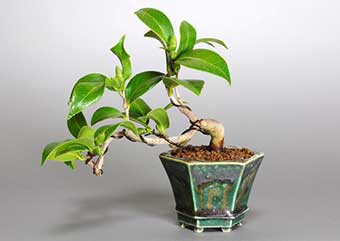 ツバキ-A（つばき・椿）盆栽の樹作りの参考樹形・Camellia japonica Best bonsai