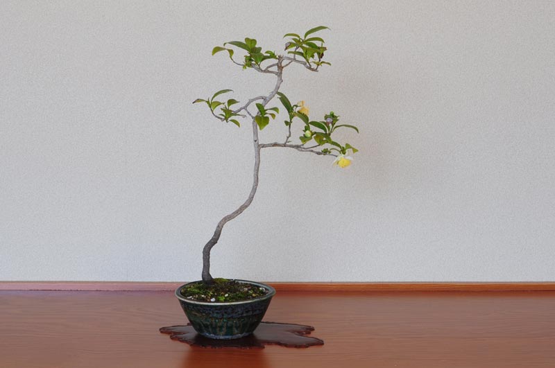 チャノキ盆栽（ちゃのき・茶の木）ミニ盆栽の今と過去の成長記録と育て方・手入れ・剪定・植え替え・Camellia sinensis bonsai photo
