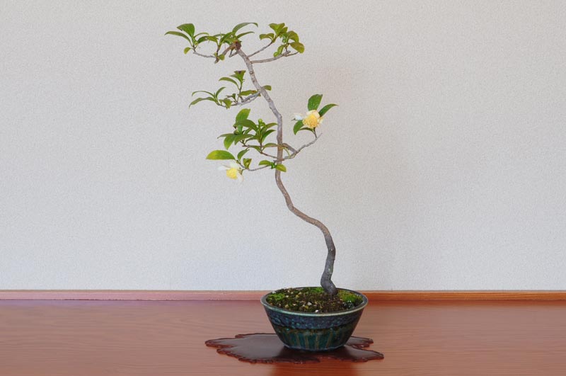 チャノキ-A（ちゃのき・茶の木）花もの盆栽を裏側から見た景色・Camellia sinensis bonsai