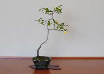チャノキ-A（ちゃのき・茶の木）盆栽の樹作りの参考樹形・Camellia sinensis Best bonsai