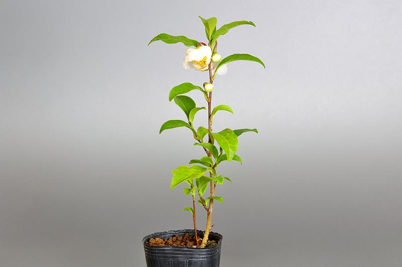チャノキB（ちゃのき・茶の木）花もの盆栽の販売と育て方・作り方・Camellia sinensis bonsai photo