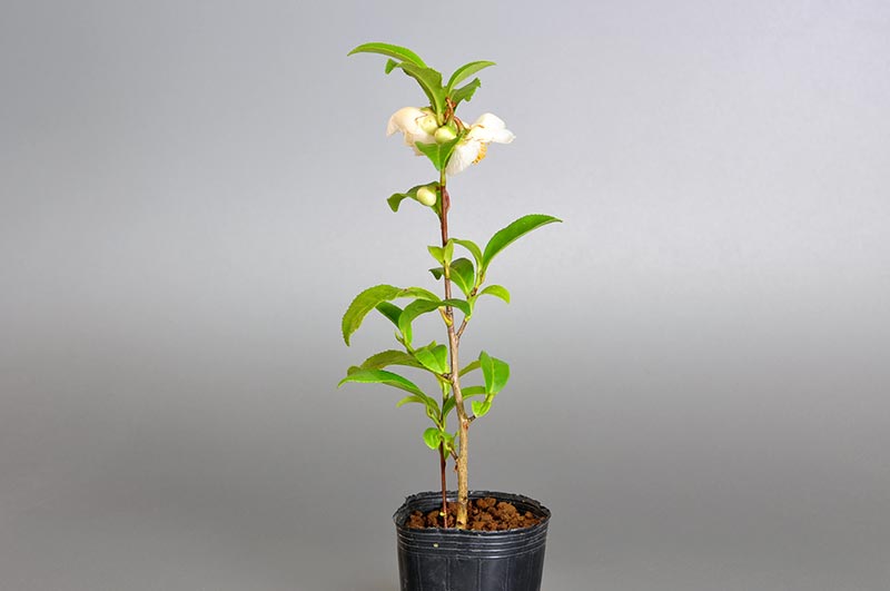 チャノキB（ちゃのき・茶の木）花もの盆栽を右側から見た景色・Camellia sinensis bonsai photo