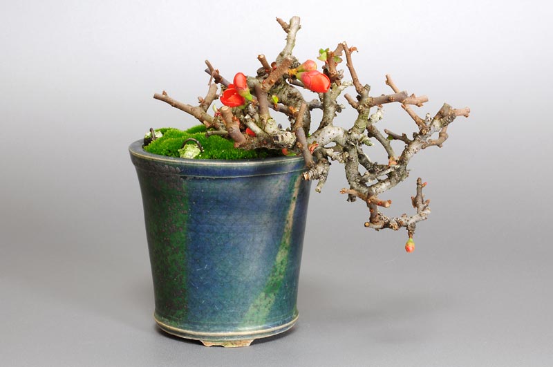 チョウジュバイ-A1-2（ちょうじゅばい・長寿梅）花もの盆栽の販売と育て方・作り方・Chaenomeles speciosa 'Chojubai' bonsai
