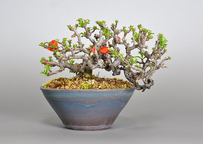 チョウジュバイ-A1-3（ちょうじゅばい・長寿梅）花もの盆栽の販売と育て方・作り方・Chaenomeles speciosa 'Chojubai' bonsai