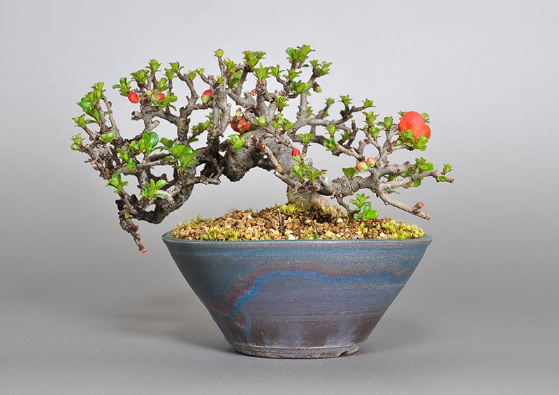 チョウジュバイ-A1-3（ちょうじゅばい・長寿梅）花もの盆栽を裏側から見た景色・Chaenomeles speciosa 'Chojubai' bonsai