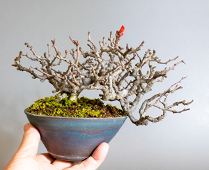 チョウジュバイ-A1（長寿梅盆栽）Chaenomeles speciosa 'Chojubai' bonsai｜おすすめの盆栽