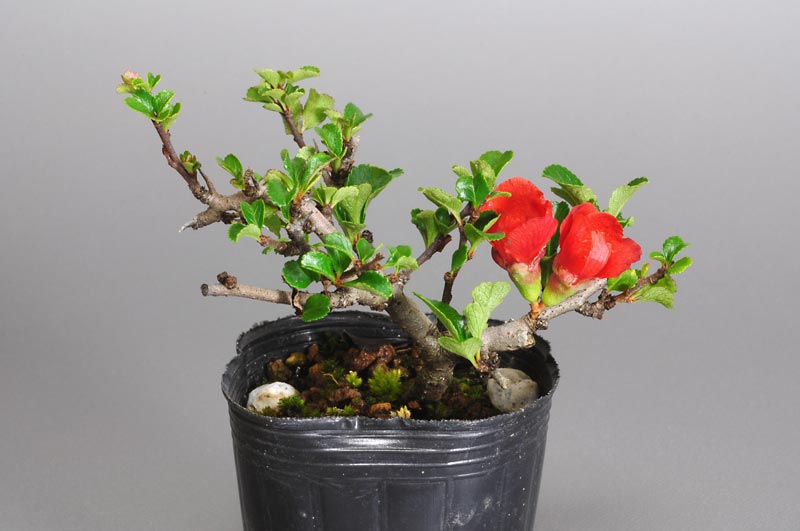チョウジュバイ-E1（ちょうじゅばい・長寿梅）花もの盆栽の販売と育て方・作り方・Chaenomeles speciosa 'Chojubai' bonsai photo