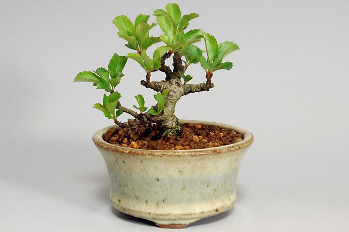 チョウジュバイF（ちょうじゅばい・長寿梅）ミニ盆栽の作り方や育て方の管理の仕方の説明・Chaenomeles speciosa 'Chojubai' bonsai photo