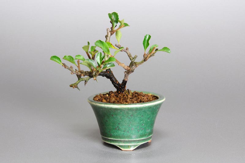 チョウジュバイ-F1-1（ちょうじゅばい・長寿梅）花もの盆栽の販売と育て方・作り方・Chaenomeles speciosa 'Chojubai' bonsai photo
