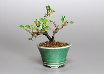 チョウジュバイ-F1（ちょうじゅばい・長寿梅）花もの盆栽の成長記録-1・Chaenomeles speciosa 'Chojubai' bonsai photo