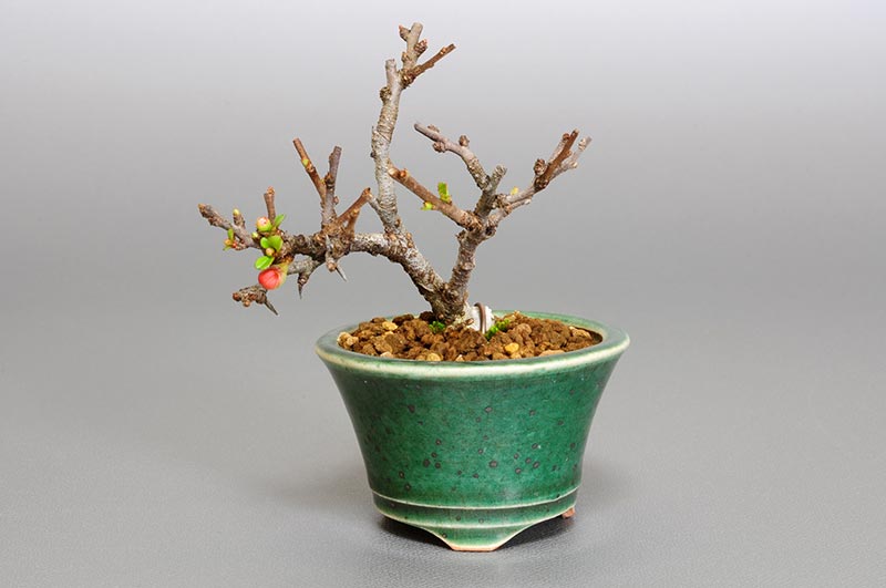 チョウジュバイ-F1（ちょうじゅばい・長寿梅）花もの盆栽の販売と育て方・作り方・Chaenomeles speciosa 'Chojubai' bonsai photo