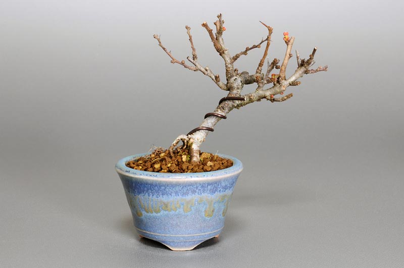 チョウジュバイ-G1（ちょうじゅばい・長寿梅）花もの盆栽の販売と育て方・作り方・Chaenomeles speciosa 'Chojubai' bonsai