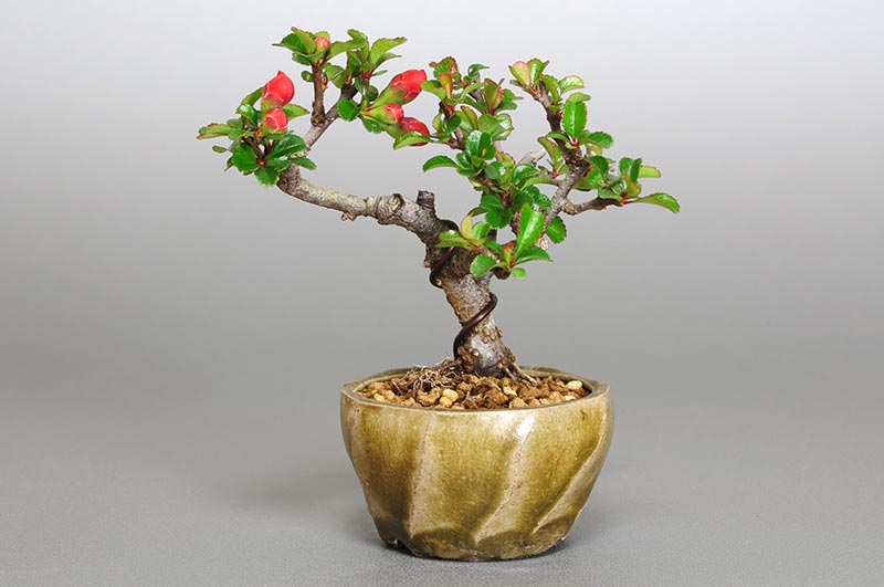 チョウジュバイ-I1（ちょうじゅばい・長寿梅）花もの盆栽の販売と育て方・作り方・Chaenomeles speciosa 'Chojubai' bonsai photo