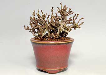 チョウジュバイ-M（ちょうじゅばい・長寿梅）盆栽の樹作りの参考樹形・Chaenomeles speciosa 'Chojubai' Best bonsai